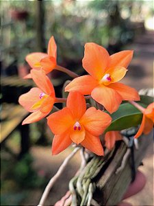 Orquídea Cattleya cernua ou Sophronitis cernua (LARANJA)