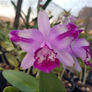 Cattleya Intermedia Flamea