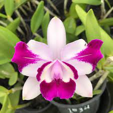 Cattleya Intermedia Flamea