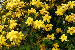 Jasmim Amarelo - Jasminum mesnyi