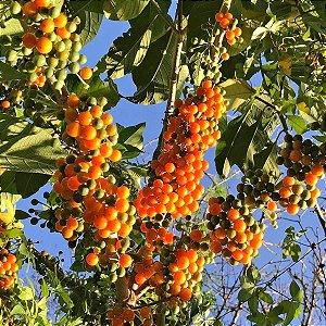 Fruto do Sabiá - Acnistus arborescens