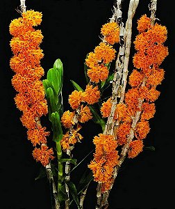 Dendrobium Bullenianum (Adulta)