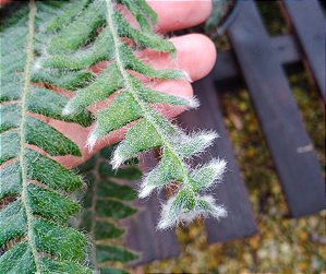 Samambaia Nevada - Blechnum penna marina