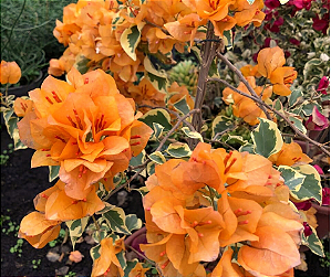 Primavera Variegata Laranja - Boungaville Laranja (Muda Maior)