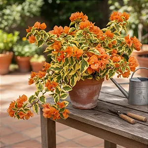 Primavera Variegata Laranja - Bougainvillea Laranja