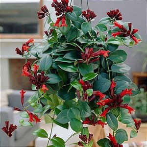Columéia Batom - Aeschynanthus radicans