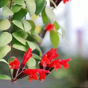 Columéia Batom - Aeschynanthus radicans