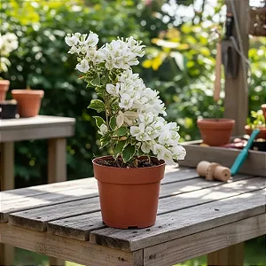 Primavera Variegata Branca - Bougainvillea Branca