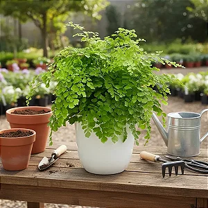 Avenca Fragrans - Adiantum fragrans