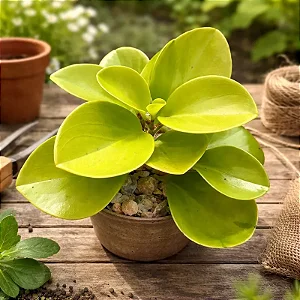 Peperômia Obtusifolia Limão