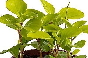 Peperômia Obtusifolia Limão