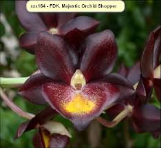 FDK Majestic Orchids Shopper ("Catasetum")