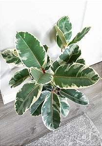 Ficus Elastica Tineke