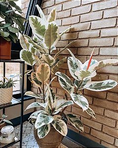 Ficus Elastica Tineke