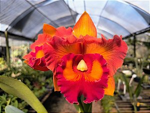 BLC Mirian Suzuki Orange