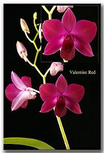 Denphal Valentine Red