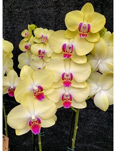 Phalaenopsis Fuller's Sunset