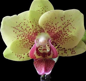 Phalaenopsis KV Glory