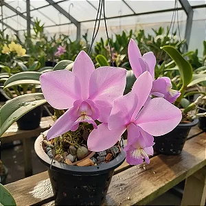 Orquídea Cattleya Nobilior Diplomata x 3 Amigos
