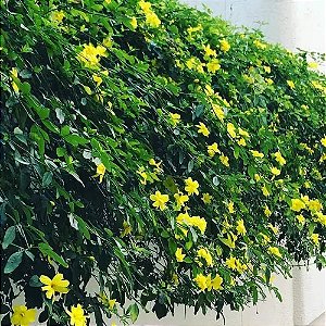 Jasmim Amarelo - Jasminum mesnyi (Muda Maior)