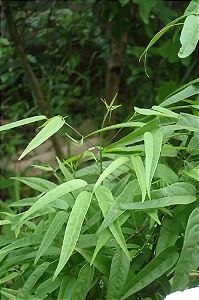 Planta Cipó Cruz - Arrabidaea chica