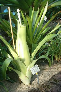 Bromélia Aechmea bromeliifolia