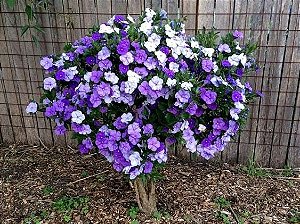 Manacá de Cheiro - Brunfelsia uniflora