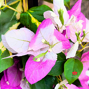 Primavera Manacá ou Mary Palmer - Bougainvillea