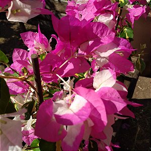 Primavera Manacá ou Mary Palmer - Bougainvillea
