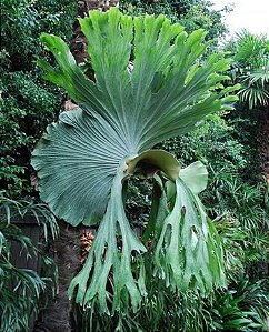 Platycerium Superbum