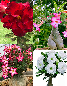 Rosa do Deserto Baby (Baby Plant) Cores Variadas