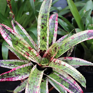 Bromélia Aechmea Orlandiana Variegata