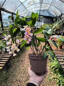 Orquídea Dendrobium Rosy Cluster
