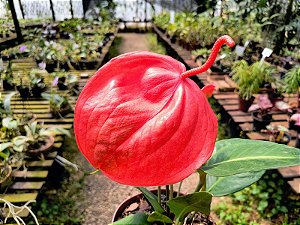 Anturio Rabinho de Porco - Anthurium scherzerianum