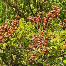 Saboneteira - Sapindus saponaria