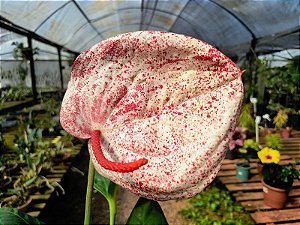 Antúrio Rabinho de Porco Mesclado - Anthurium scherzerianum