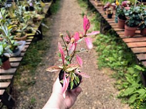 Planta Periquito - Alternanthera Rosea