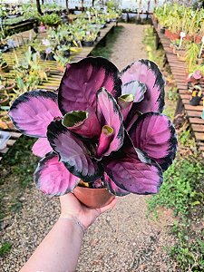 Calathea Roseopicta Crimson