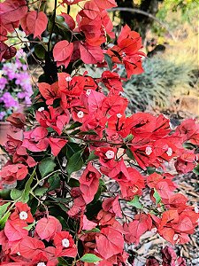 Primavera Terracota - Bougainvillea spp.