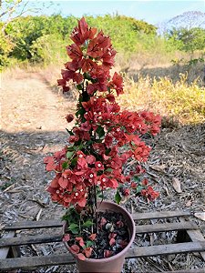 Primavera Terracota - Bougainvillea spp.