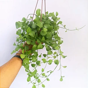 Dischidia Imbricata