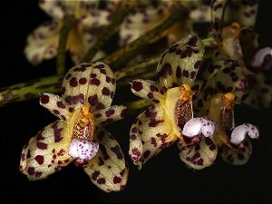 Bulbophyllum violaceolabellum
