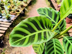 Calatéia zebra - Calathea zebrina