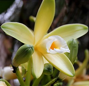 Baunilha do Cerrado - Vanilla chamissonis