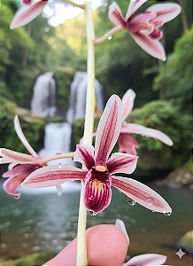 Cymbidium aloifolium