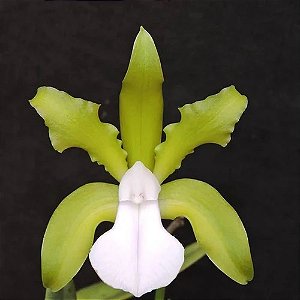 Cattleya Bicolor Alba