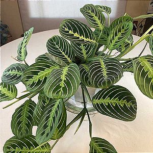Maranta Leuconeura Verde