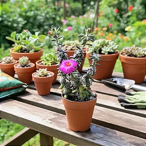 Portulacaria Wedermanni