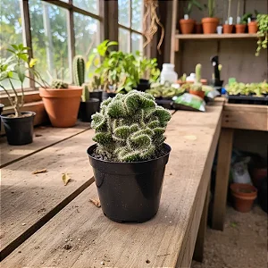 Austrocylindropuntia Subulata Cristata