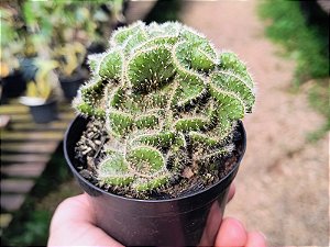 Austrocylindropuntia Subulata Cristata